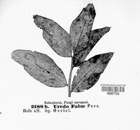 Uromyces viciae-fabae image